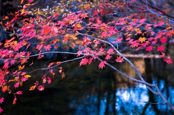 官方下载入口二维码